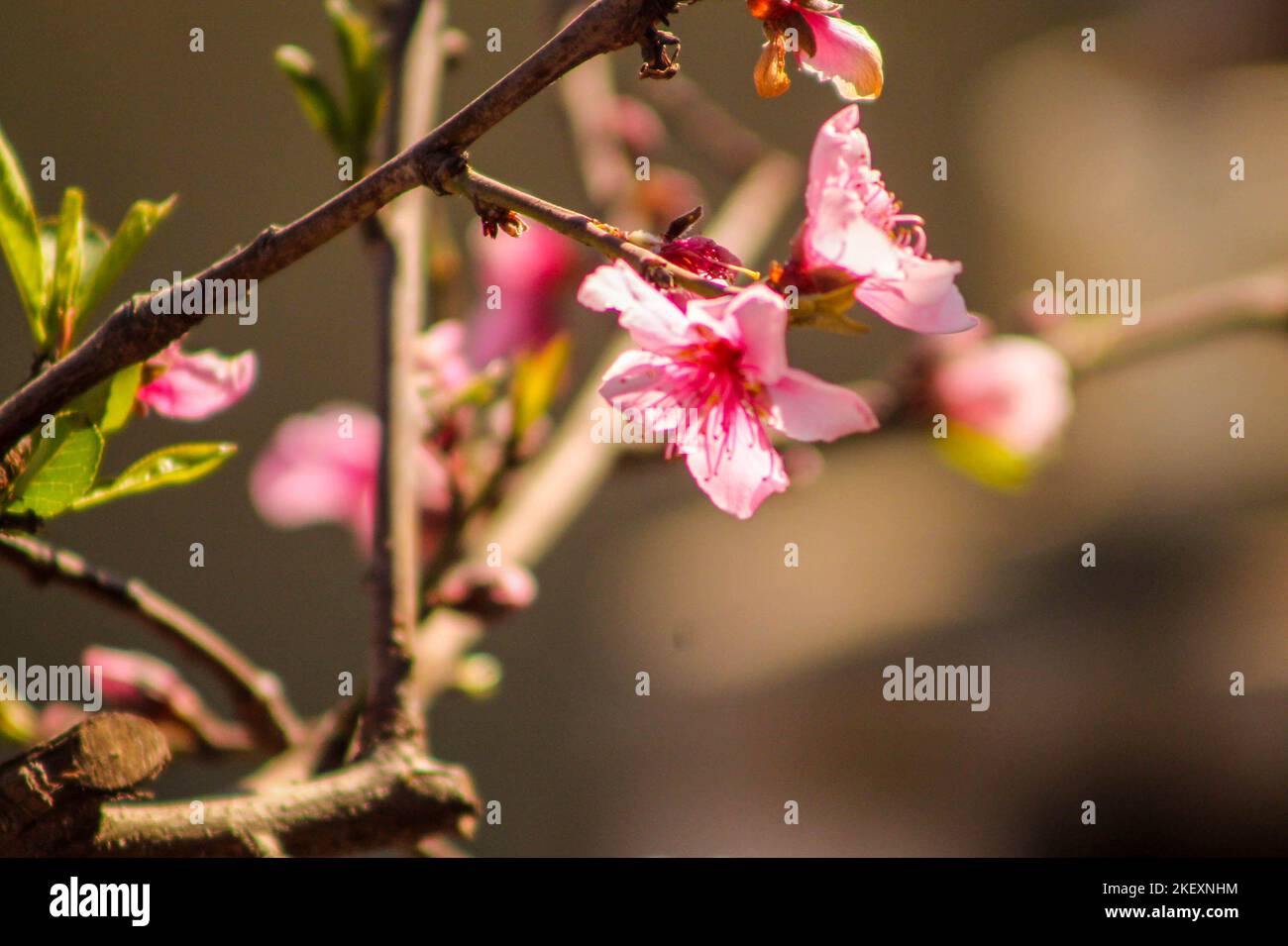 Blüte Der Pfirsichblüte Stockfoto
