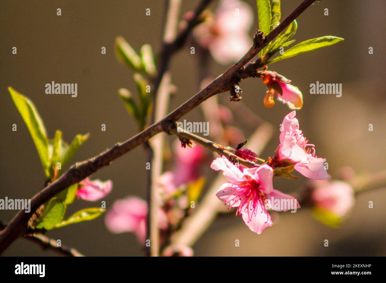 Blüte Der Pfirsichblüte Stockfoto