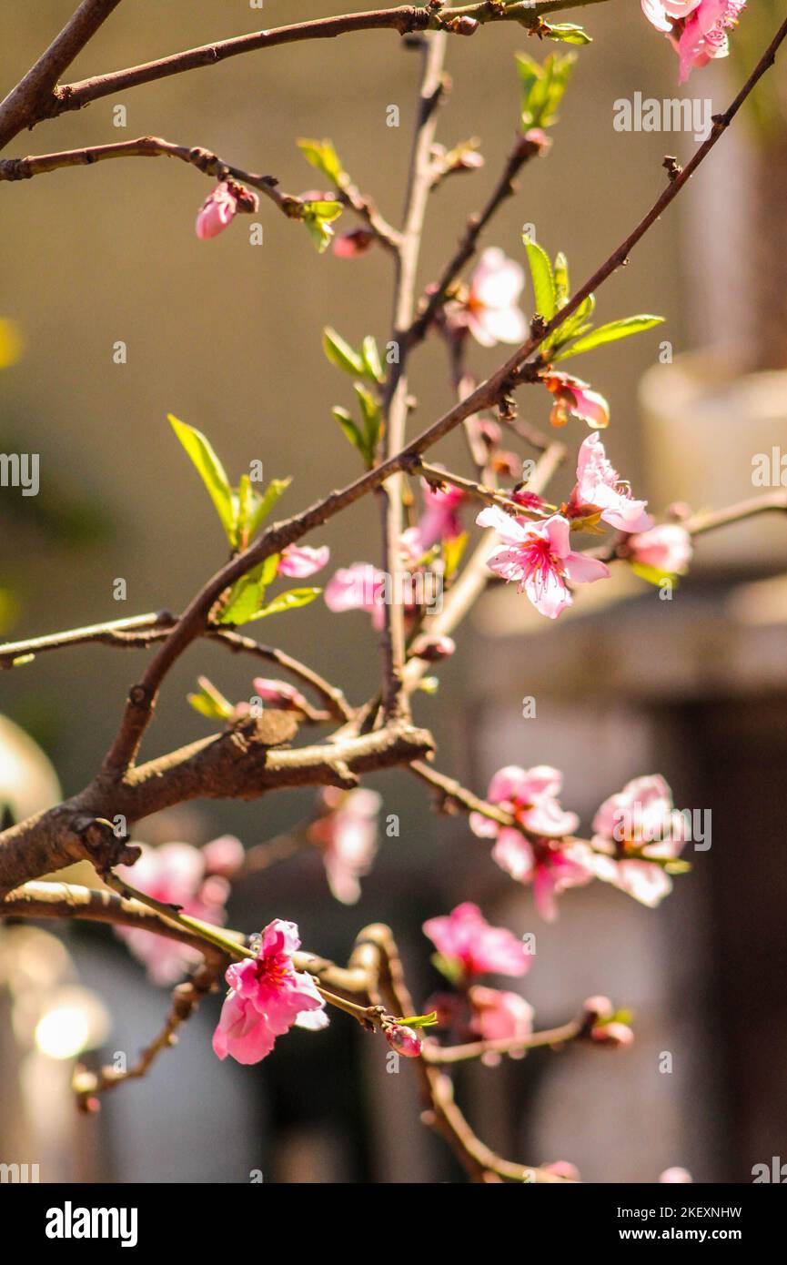 Blüte Der Pfirsichblüte Stockfoto