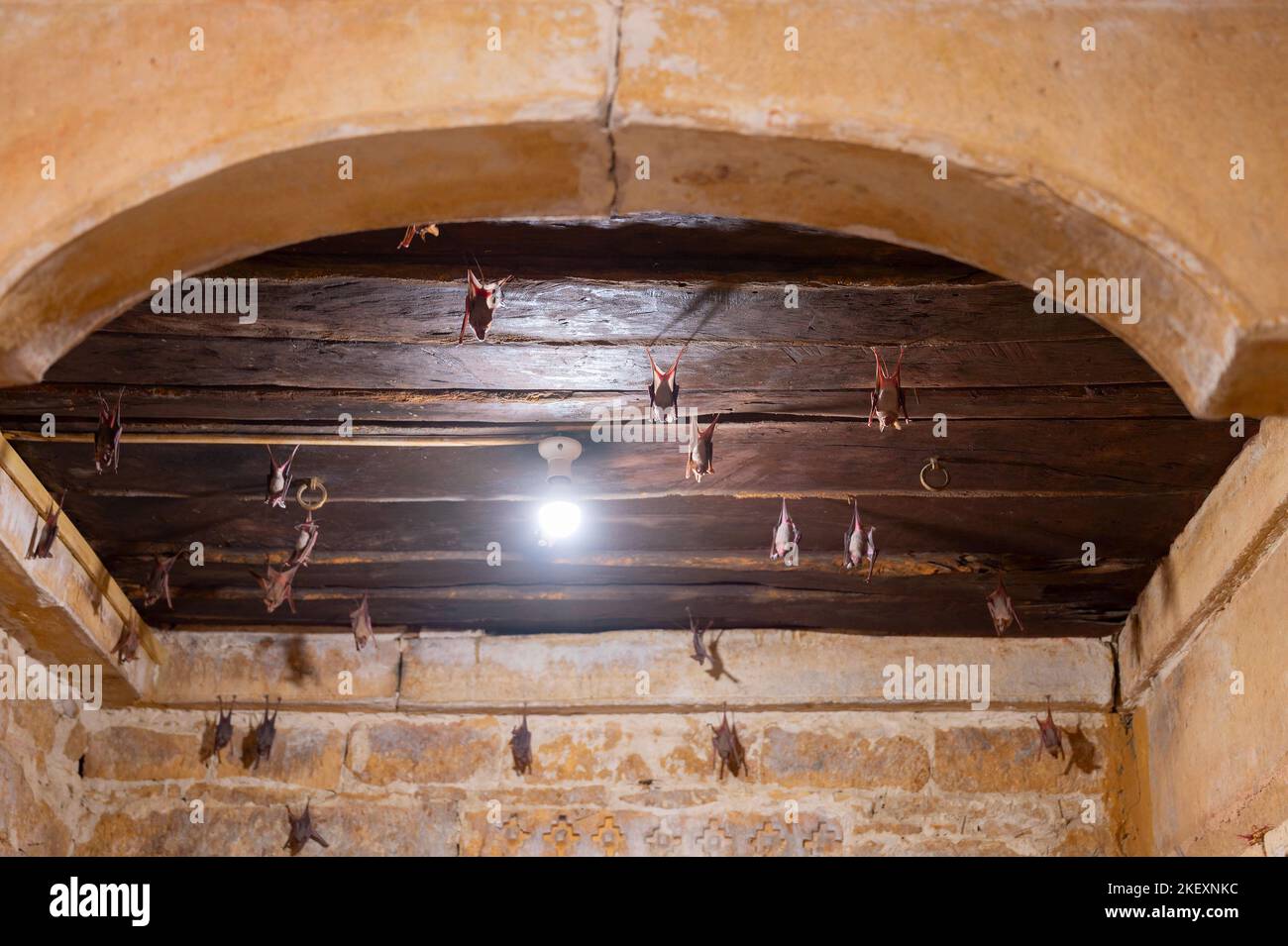 Fledermäuse hängen von der Decke des Raja Rani Mahal, in Jaisalmer Fort. Rajasthan, Indien. Stockfoto