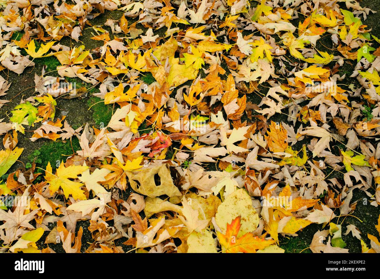 Bunte Herbstblätter liegen auf dem Boden in einer bunten Matte aus gelben, braunen, grünen, roten und orangen Tönen Stockfoto