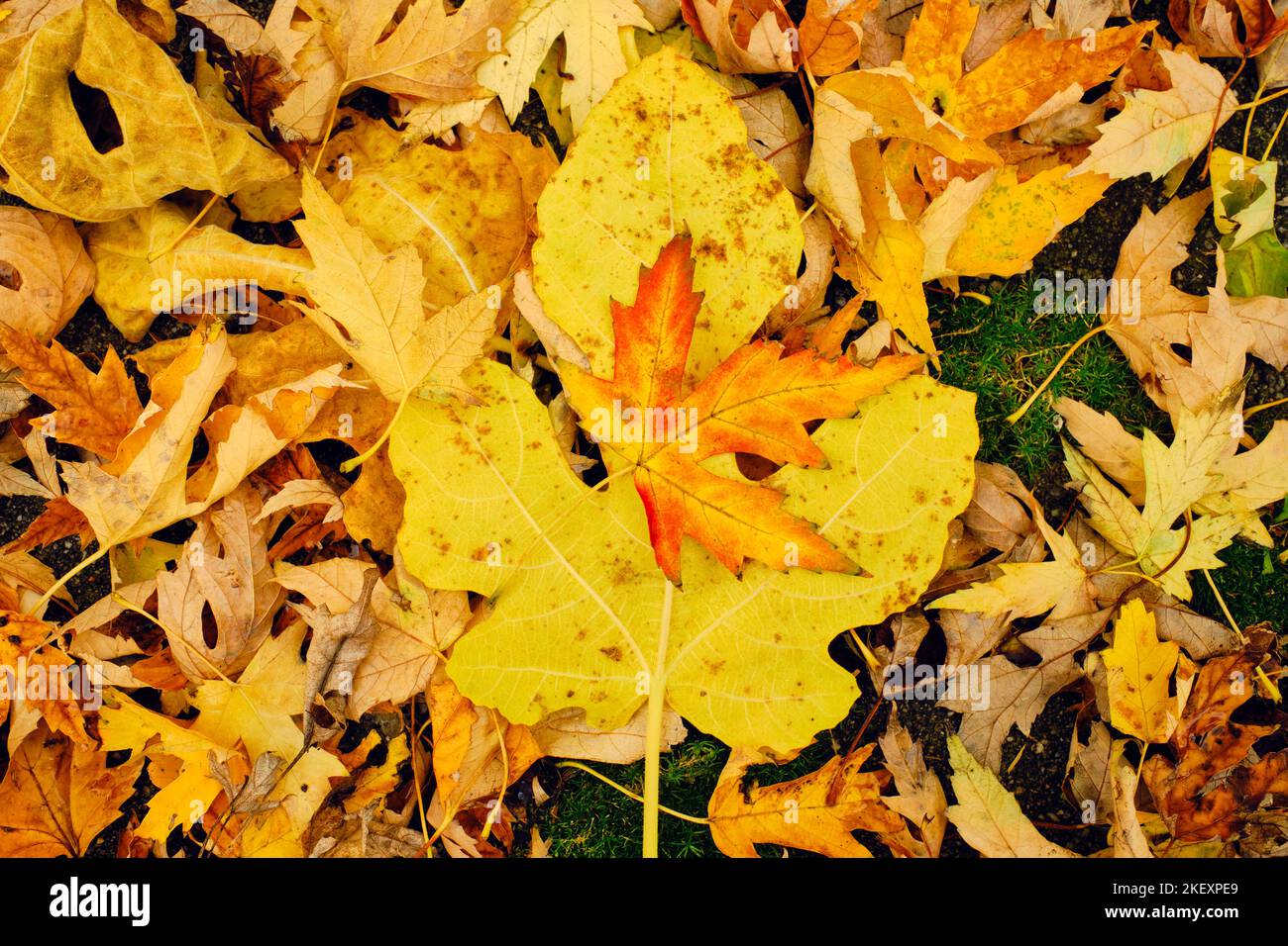 Bunte Herbstblätter liegen auf dem Boden in einer bunten Matte aus gelben, braunen, grünen, roten und orangen Tönen Stockfoto