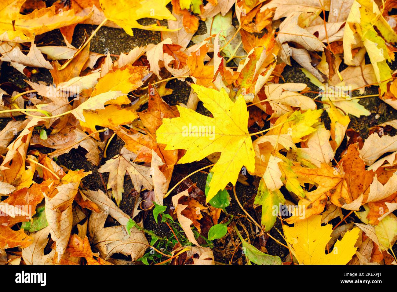 Bunte Herbstblätter liegen auf dem Boden in einer bunten Matte aus gelben, braunen, grünen, roten und orangen Tönen Stockfoto