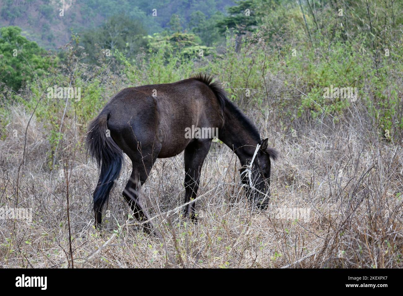 Einheimische Pferde aus Osttimor Stockfoto