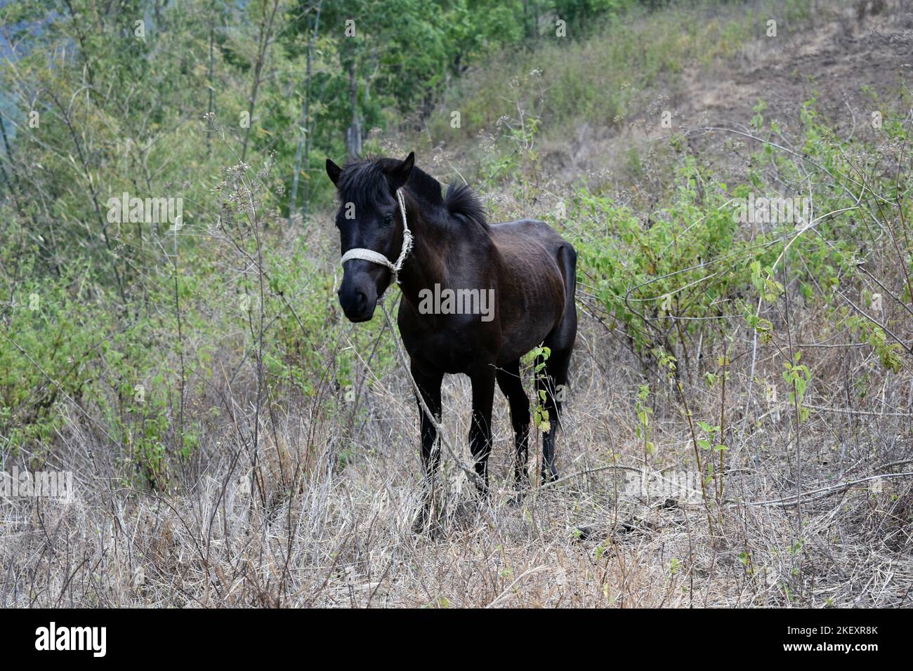 Einheimische Pferde aus Osttimor Stockfoto