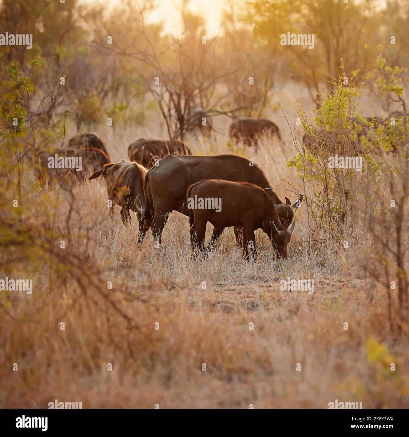 Sicherheit in Zahlen. Ganzkörperaufnahme einer Büffelgruppe auf den afrikanischen Ebenen. Stockfoto
