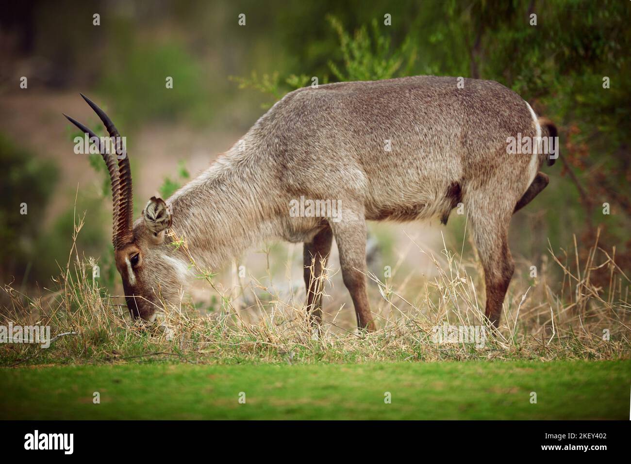 Grasen in freier Wildbahn. Ein Buck grast auf den Ebenen Afrikas. Stockfoto