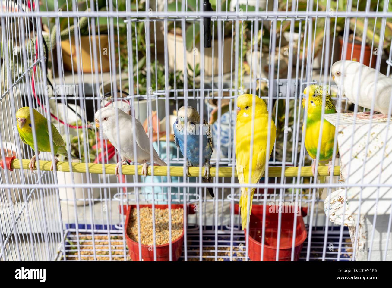 Schöne Sittiche Papageien in einem Käfig mit Futter und Trinkwasser Stockfoto