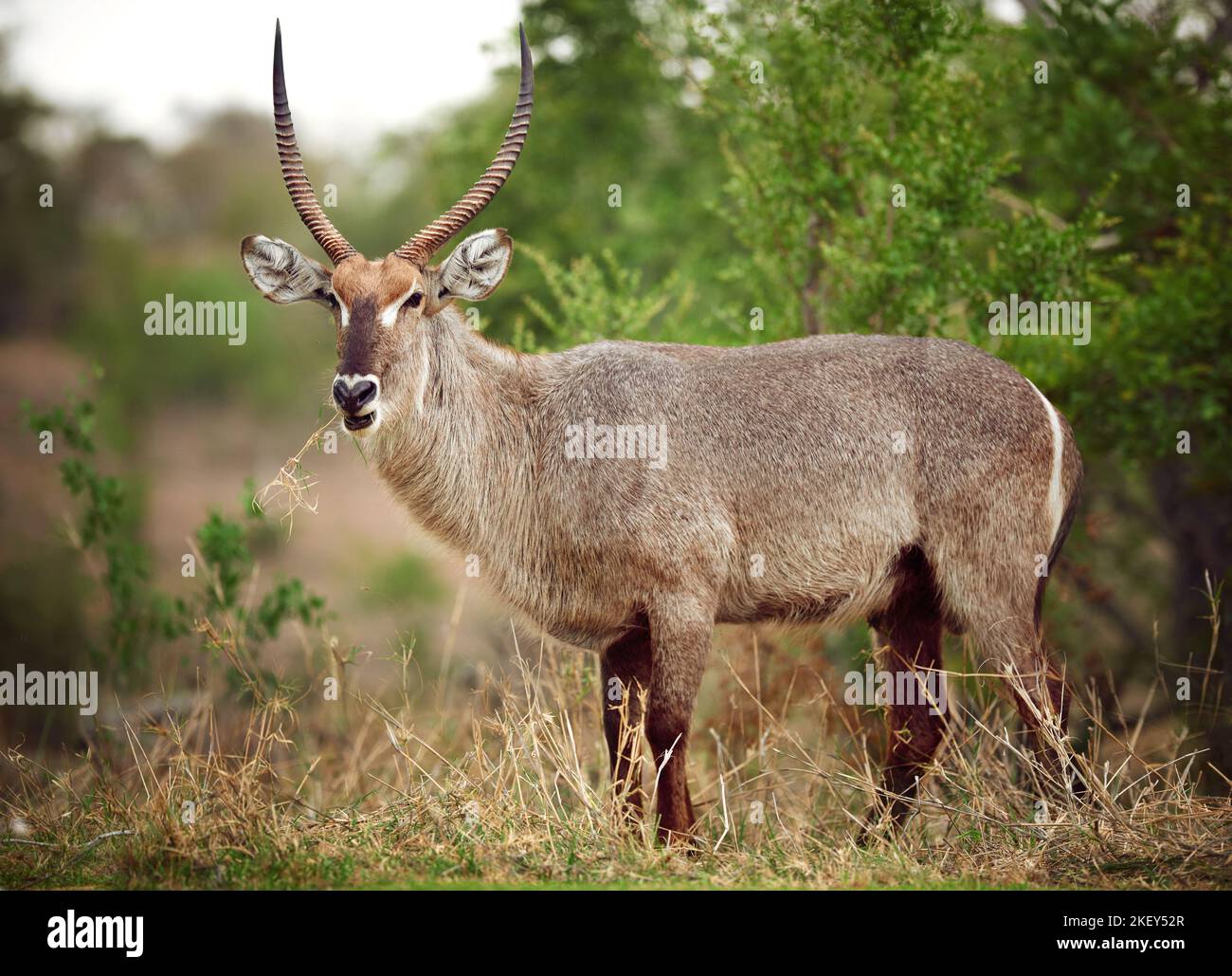 Immer wachsam auf der Ebene. Ein Bock auf den Ebenen Afrikas. Stockfoto