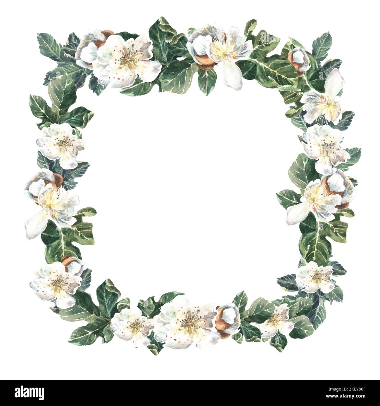 Quadratischer Rahmen aus Feigenblüten und grünen Blättern auf weißem Hintergrund. Aquarelldarstellung. Isolieren Stockfoto