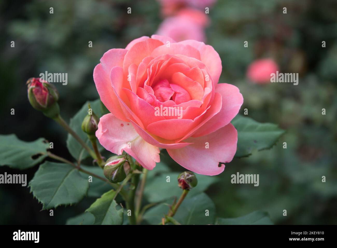 Rosenblüte 16.11.2022 Bialystok Polen. Wunderschön entwickelte rosa Rose im Sommergarten. Stockfoto