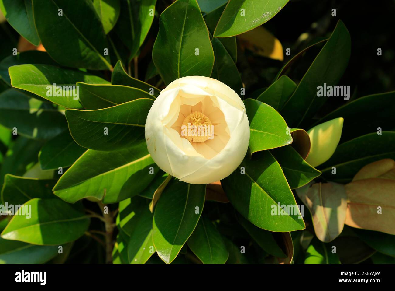 Weiße Magnolienblume – Nahaufnahme. Stockfoto