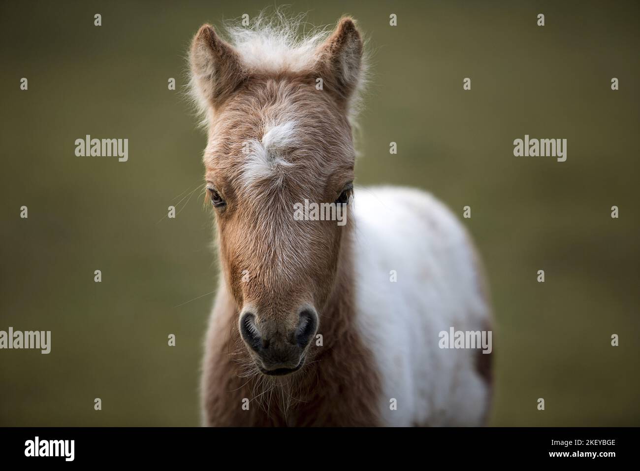 Mini Shetland Pony Fohlen Stockfoto