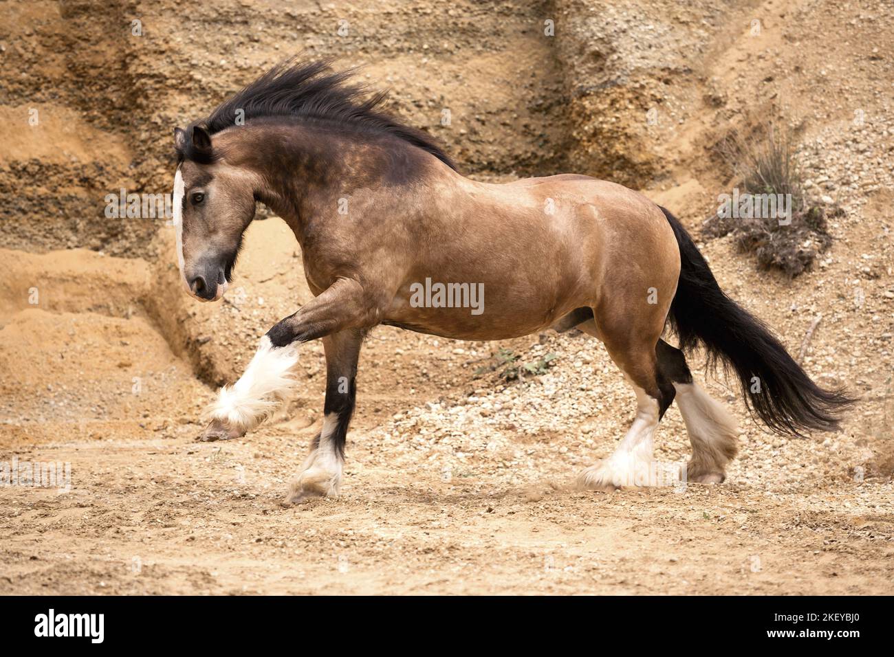 Irish-Tinker-Shire-Horse Wallach Stockfoto