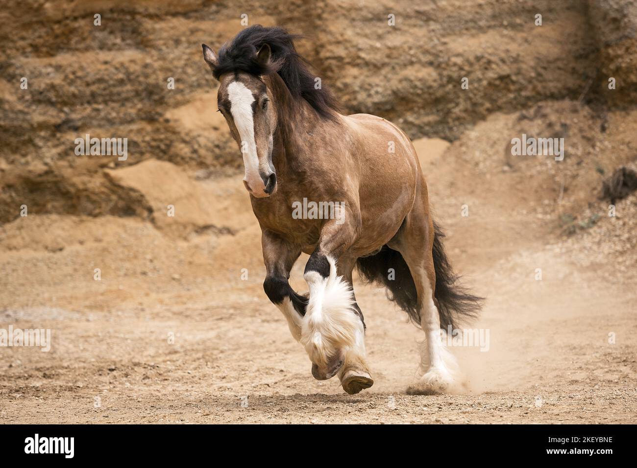 Irish-Tinker-Shire-Horse Wallach Stockfoto