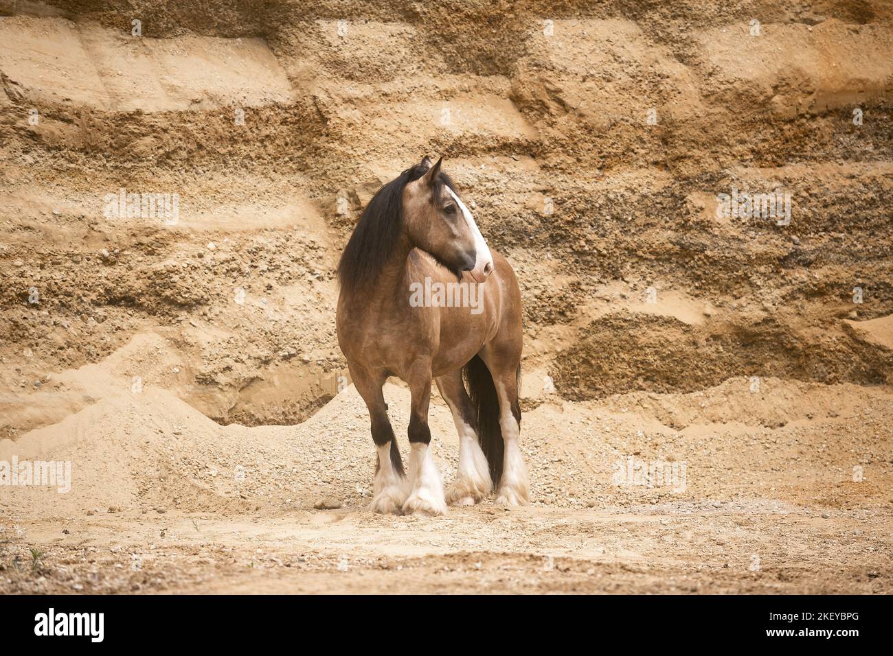 Irish-Tinker-Shire-Horse Wallach Stockfoto