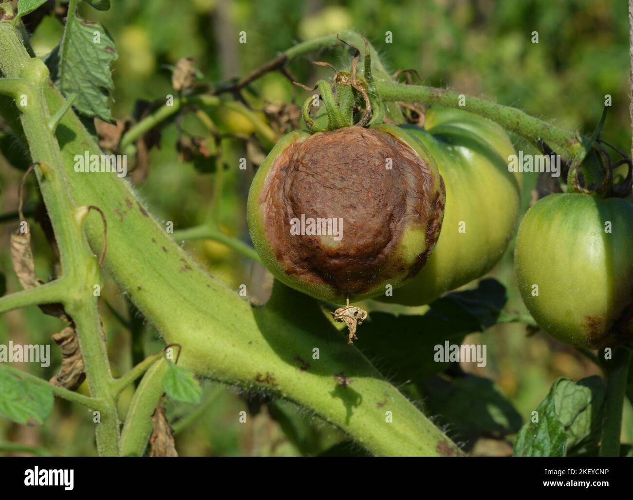 Tomatenkrankheit. Der durch den Erreger Phytophthora parasitica verursachte Pilz buckeye-Tomatenfäule hatte einen schweren Einfluss auf eine Tomatenpflanze. Stockfoto