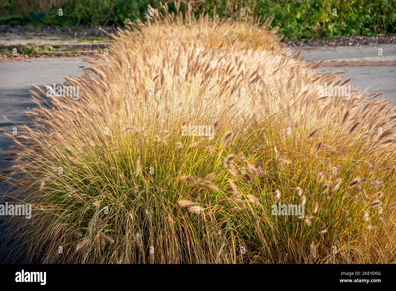 Reihe von Ziergras Pennisetum Alopecuroides (Zwergfontangras) in der Zeit des Herbstes. Schöne, dichte Pflanze, die an der Betonwand wächst Stockfoto