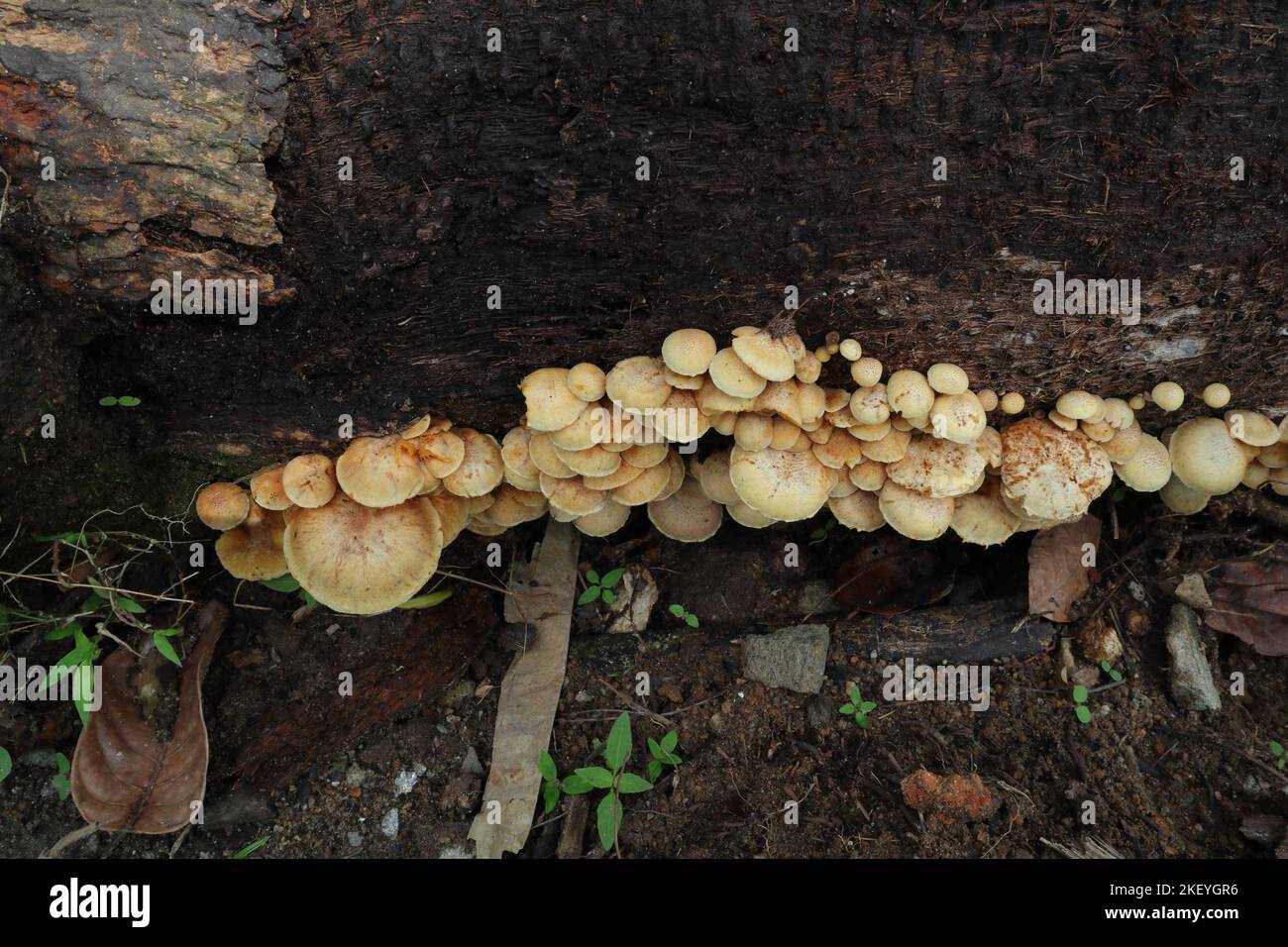 Pilzhaufen auf der Seite eines gefallenen Kokosnussstiels mit Pilzen in den verschiedenen Blühstufen Stockfoto