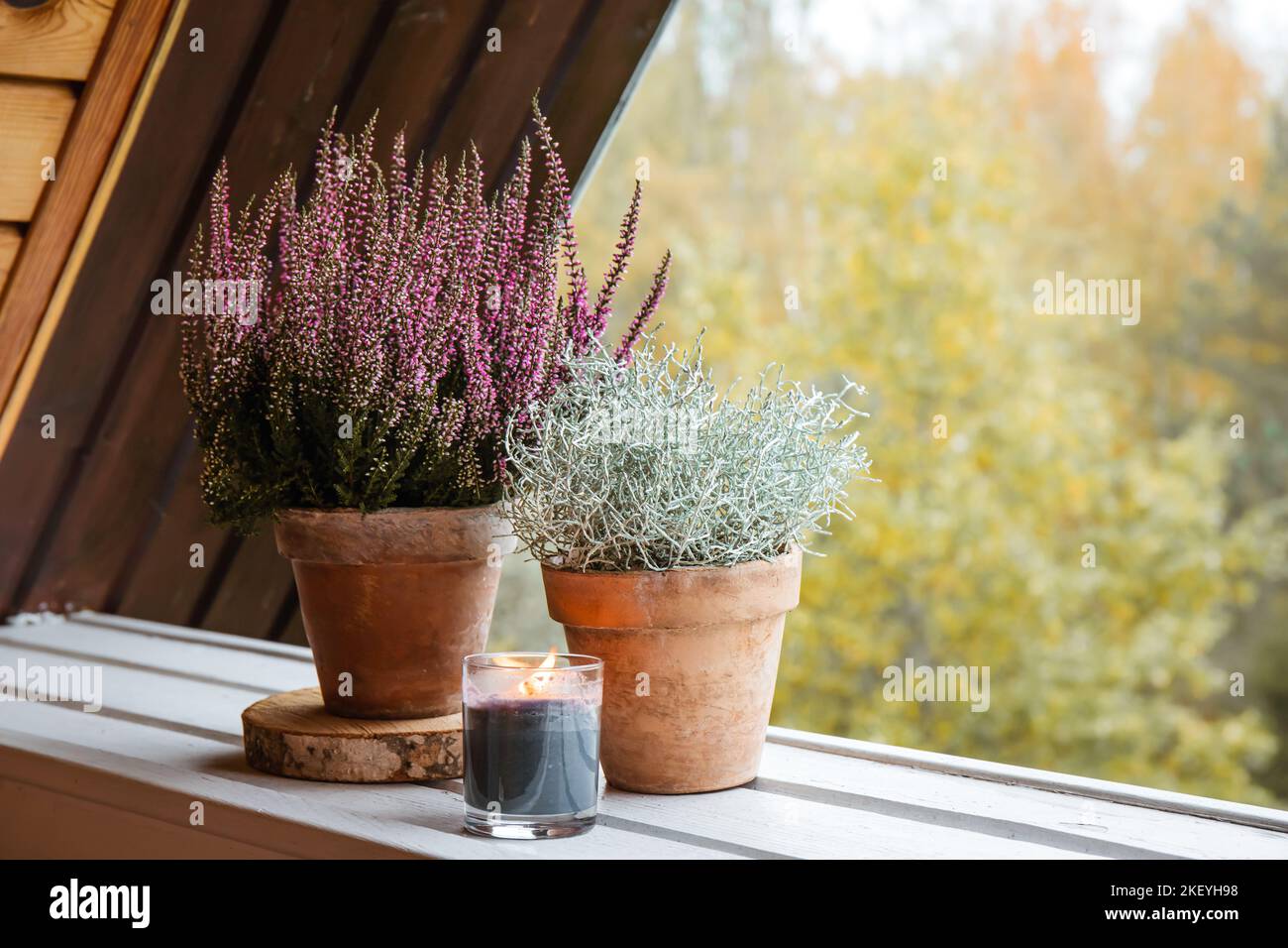 Silberner Busch (Calocephalus brownii oder Leucophyta brownii) und Heideblüte (Calluna Vulgaris) in Lehm-Terrakotta-Gartentopf im Freien. Stockfoto