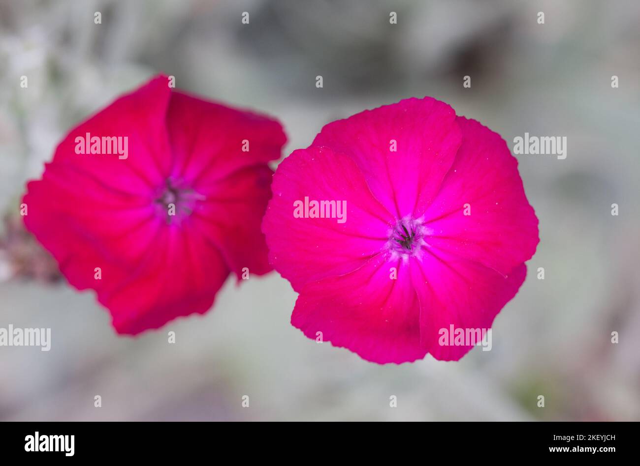 Nahaufnahme der leuchtend rosa-magentafarbenen Blüten von Rose campion oder Silene coronaria Stockfoto