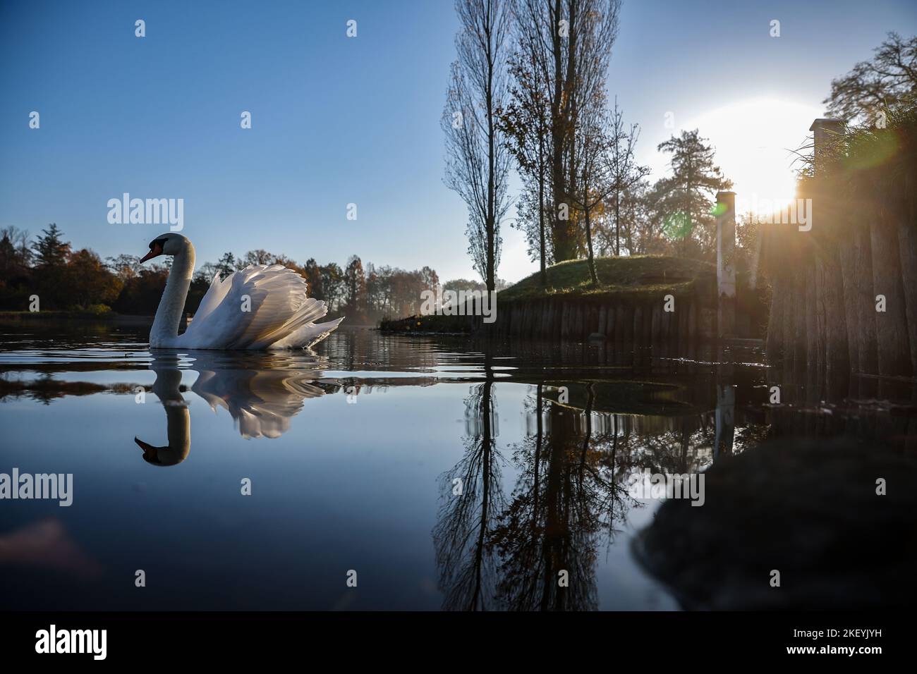 15. November 2022, Sachsen-Anhalt, Wörlitz: Ein Schwan genießt die Morgensonne im Wörlitzer Park. Es wird erwartet, dass das Wetter in den kommenden Tagen deutlich weniger schön wird. Nach Angaben des Deutschen Wetterdienstes gewinnt ein Niederdrucksystem über dem Ostatlantik an Einfluss. Seine Ausläufer initiieren einen wechselhaften Wetterabschnitt. Foto: Jan Woitas/dpa Stockfoto