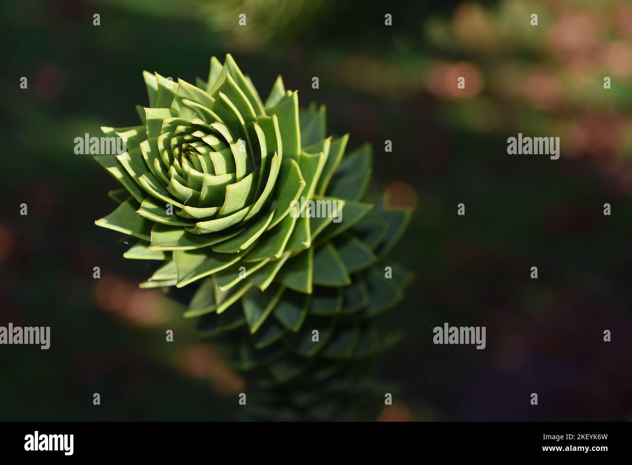 Affe Puzzle Baum Stockfoto
