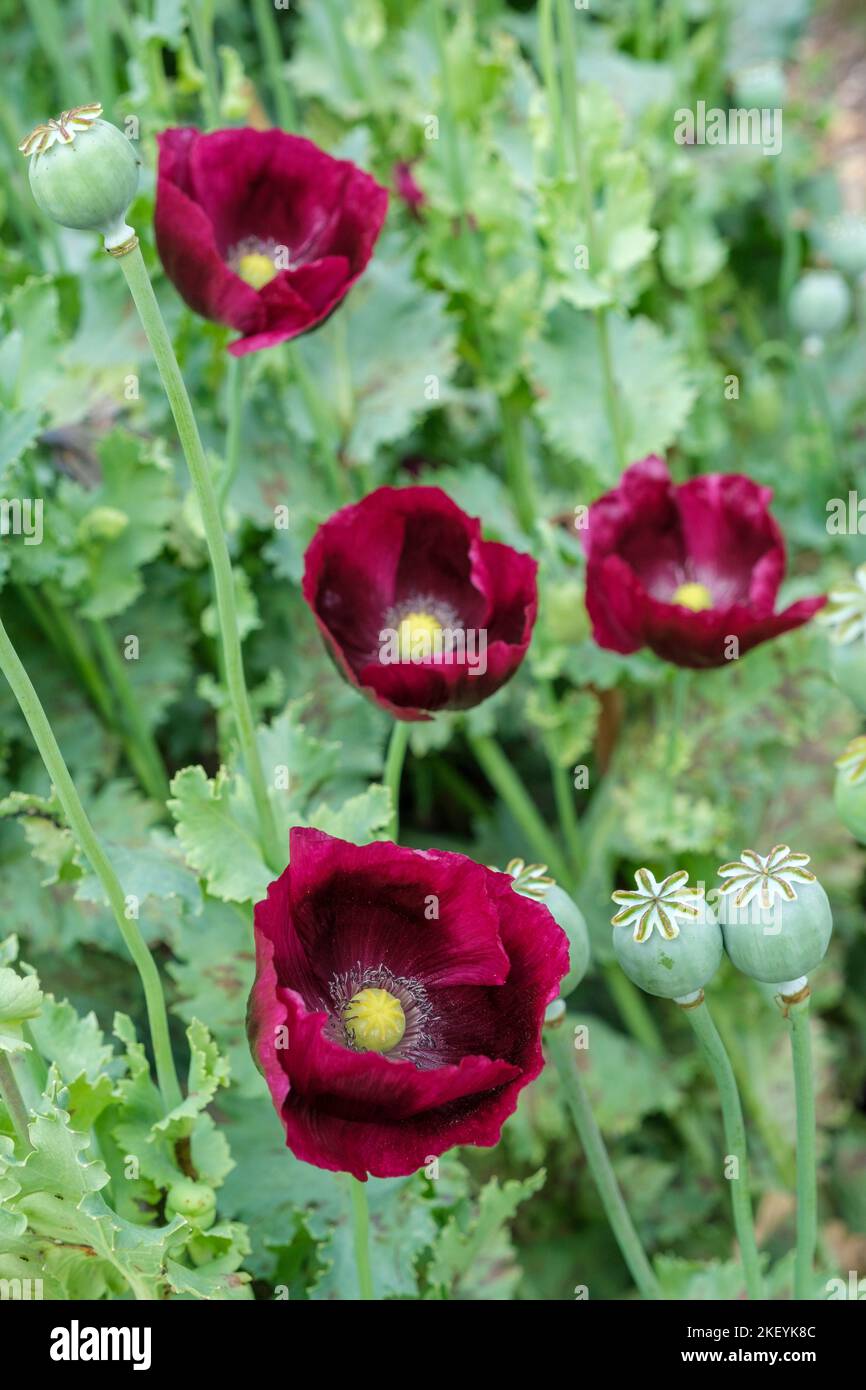 Opiummohn 'Laurens Grape', Papaver somniferum 'Laurens Grape', schalenförmige, satte violette Blüten, Stockfoto