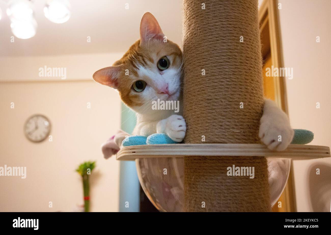 Ginger cat Verstecken und Suchen Stockfoto
