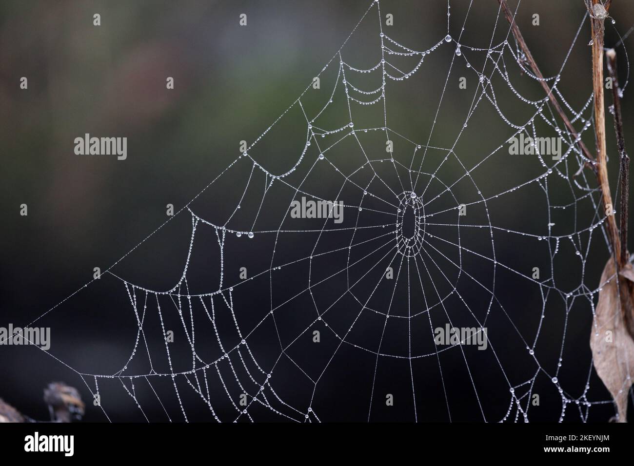Nahaufnahme eines mit Tau beschichteten Spinnennetzes, Großbritannien Stockfoto
