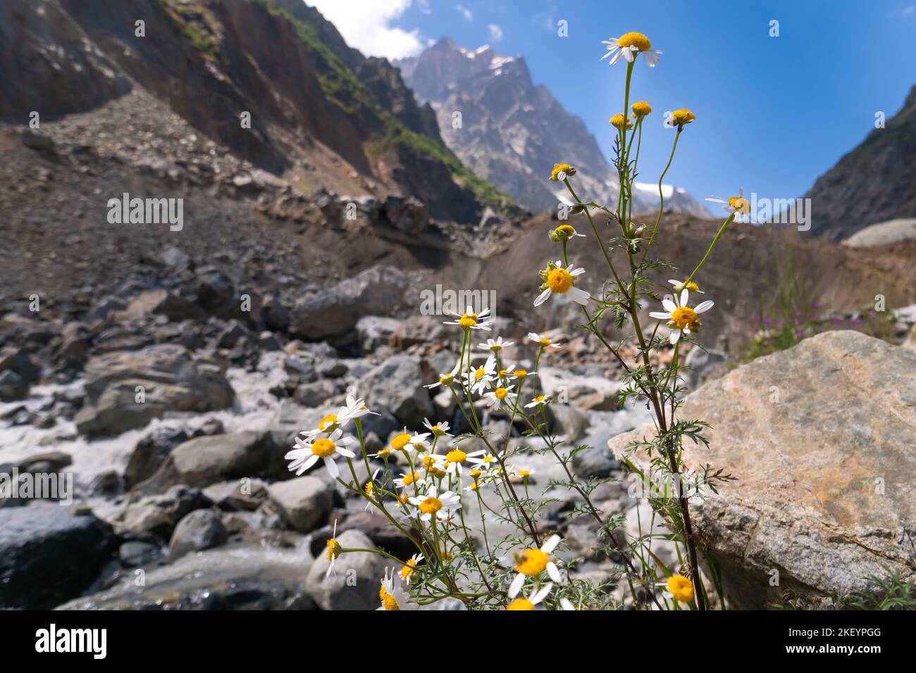 Nahaufnahme von wachsenden Gänseblümchen vor dem Hintergrund verschwommener Berge, Flüsse und Felsen an einem sonnigen, hellen Tag. Stockfoto