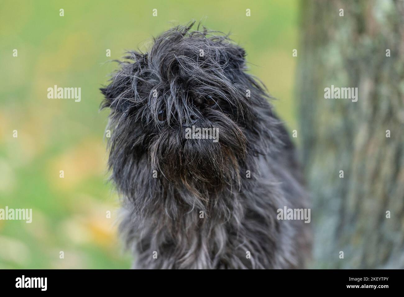 Affenpinscher Hund Stockfoto
