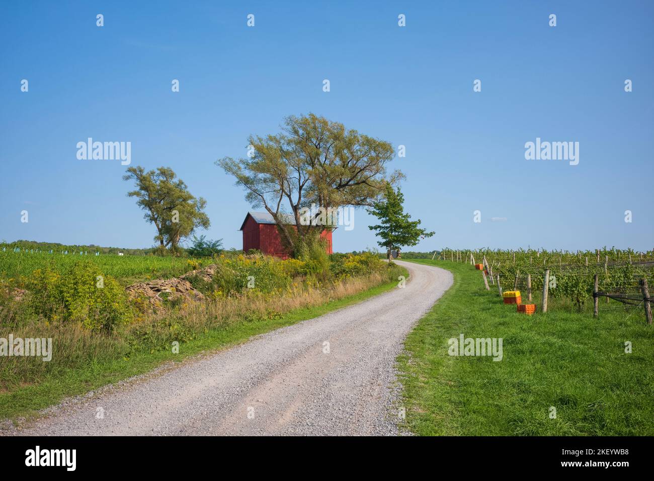 An einem wolkenlosen Sommertag ruht am Horizont in der Nähe einer unbefestigten Straße inmitten eines Weinbergs eine rote Scheune. Stockfoto