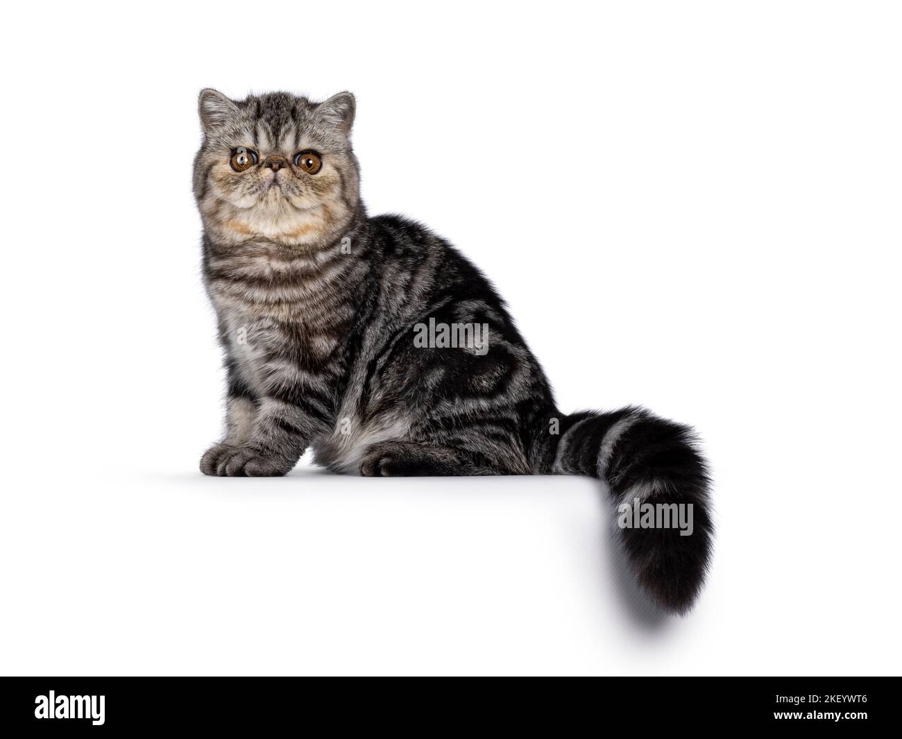 Niedliche schwarze gestromte exotische Kurzhaar Katze Kätzchen, sitzend Seite Wege am Rand. Blick auf die Kamera. Isoliert auf weißem Hintergrund. Stockfoto