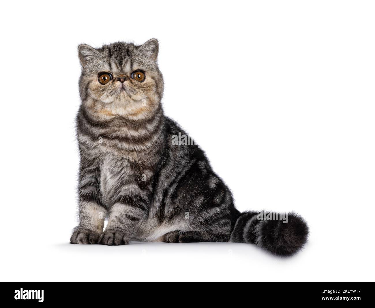 Niedliche schwarze gestromte exotische Kurzhaar Katze Kätzchen, sitzend Seitenwege. Blick auf die Kamera. Isoliert auf weißem Hintergrund. Stockfoto