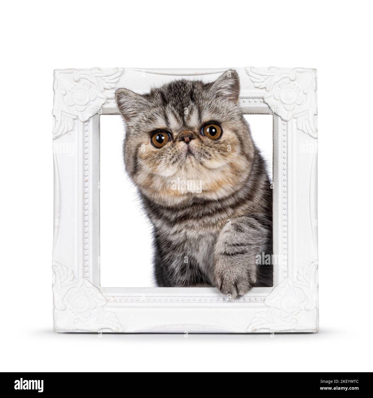 Niedliche schwarze gestromte exotische Kurzhaar-Katze Kätzchen, stehend durch leeren weißen Bilderrahmen. Blick auf die Kamera. Isoliert auf einem weißen Backgro Stockfoto