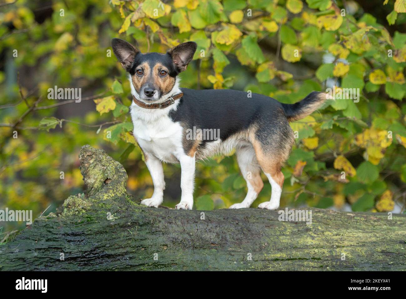 Jack-Russell-Terrier Hund Stockfoto