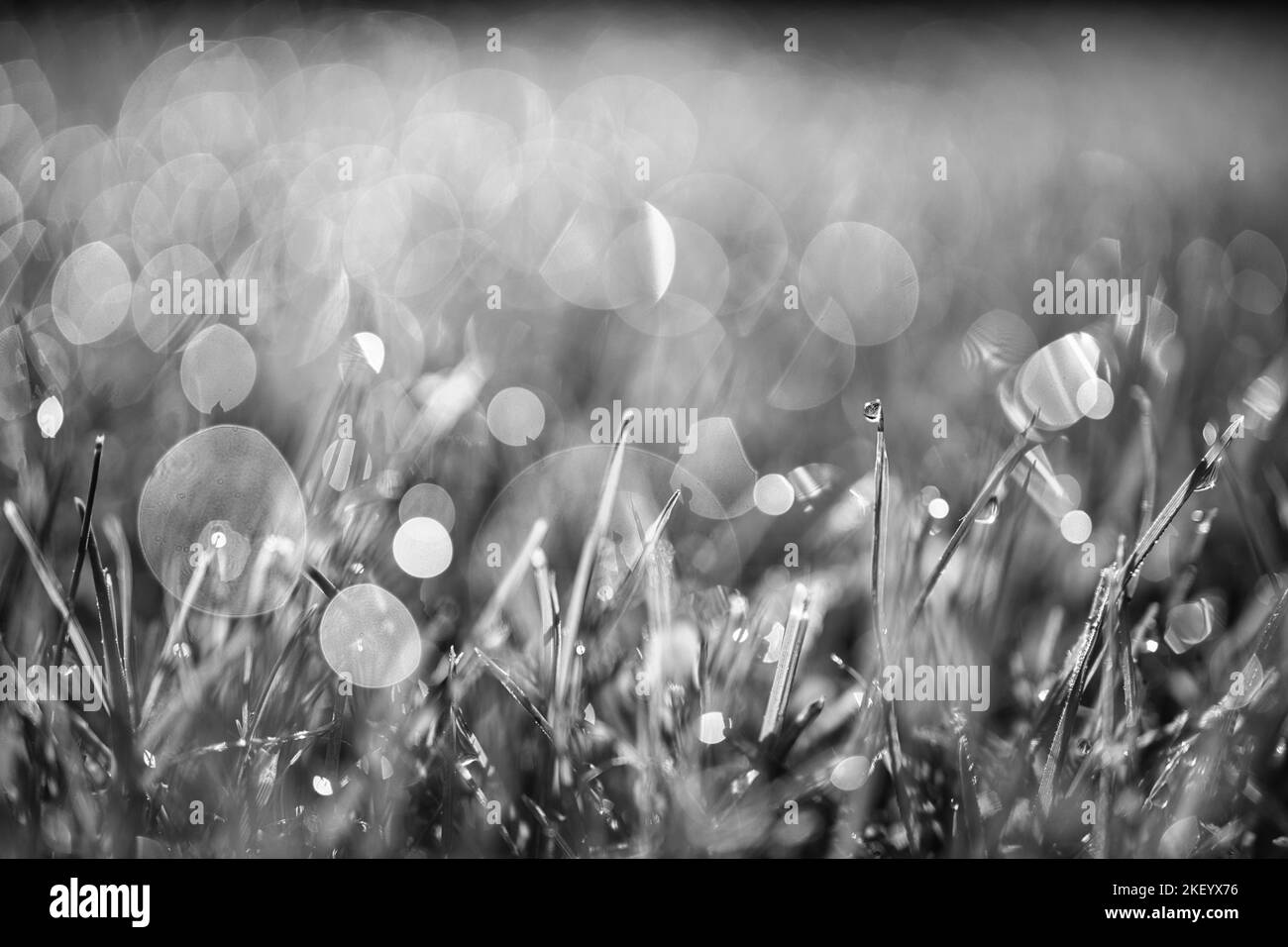 Morgentau in Schwarz-Weiß. Dramatischer Naturprozess, künstlerisches Schwarzweiß-Makro. Wunderschönes Bokeh Stockfoto