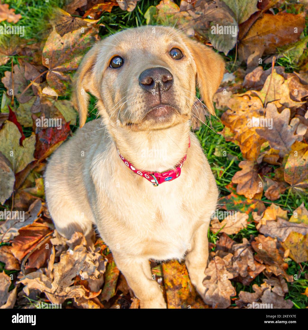 Gelber Labrador Retriever, Welpe Stockfoto