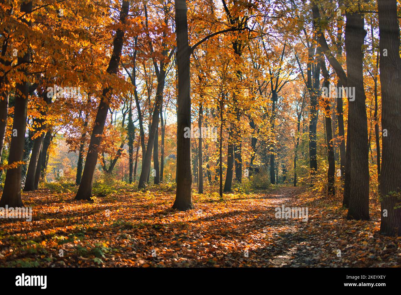 Bunte Bäume und Landstraße in tiefem Herbstwald, natürlicher Hintergrund. Morgennebel, sanftes Sonnenlicht, friedlicher majestätischer herbstlicher Waldweg friedlich Stockfoto