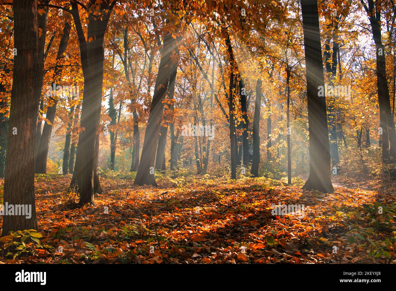 Bunte Bäume und Landstraße in tiefem Herbstwald, natürlicher Hintergrund. Morgennebel, sanftes Sonnenlicht, friedlicher majestätischer herbstlicher Waldweg friedlich Stockfoto