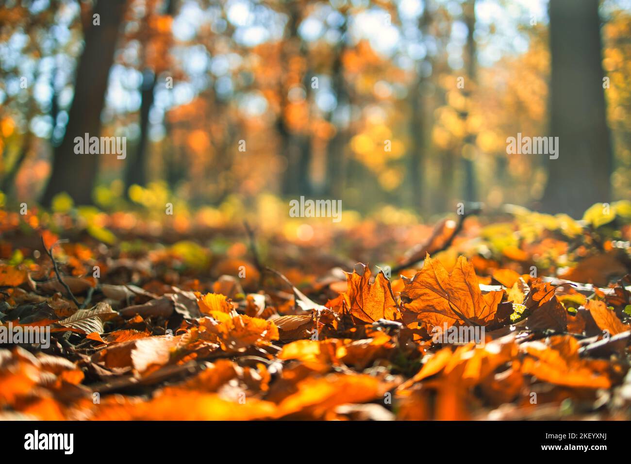 Wunderschöne Herbstlandschaft mit gelben Bäumen und Sonne. Farbenfrohe Blätter im Park. Fallender Blätter natürlicher Hintergrund, niedriger Blickwinkel, Herbstwald Stockfoto