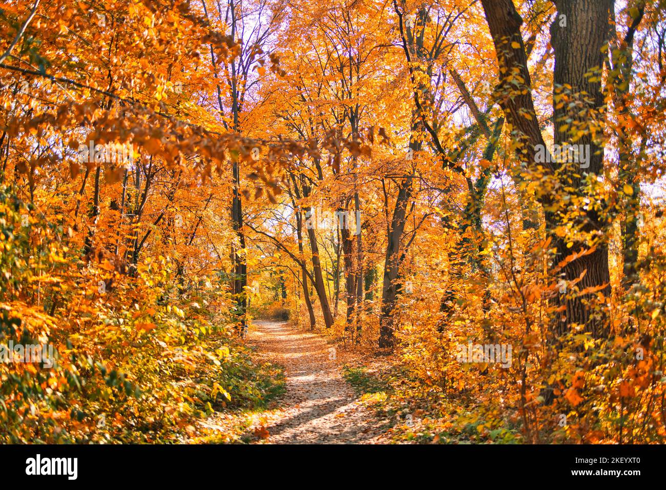 Bunte Bäume und Landstraße in tiefem Herbstwald, natürlicher Hintergrund. Morgennebel, sanftes Sonnenlicht, friedlicher majestätischer herbstlicher Waldweg friedlich Stockfoto