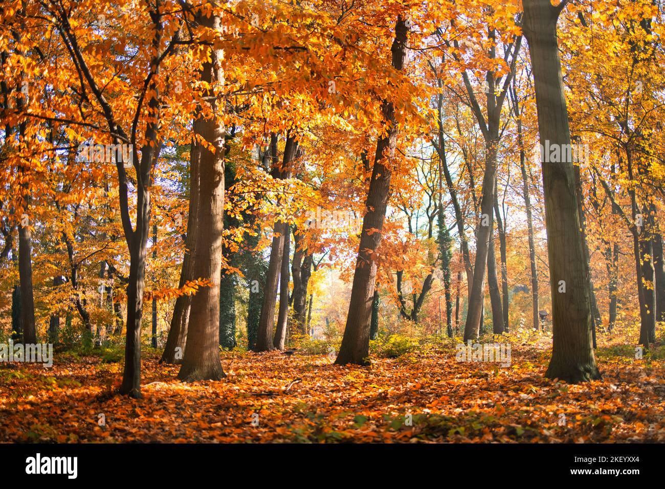Bunte Bäume und Landstraße in tiefem Herbstwald, natürlicher Hintergrund. Morgennebel, sanftes Sonnenlicht, friedlicher majestätischer herbstlicher Waldweg friedlich Stockfoto