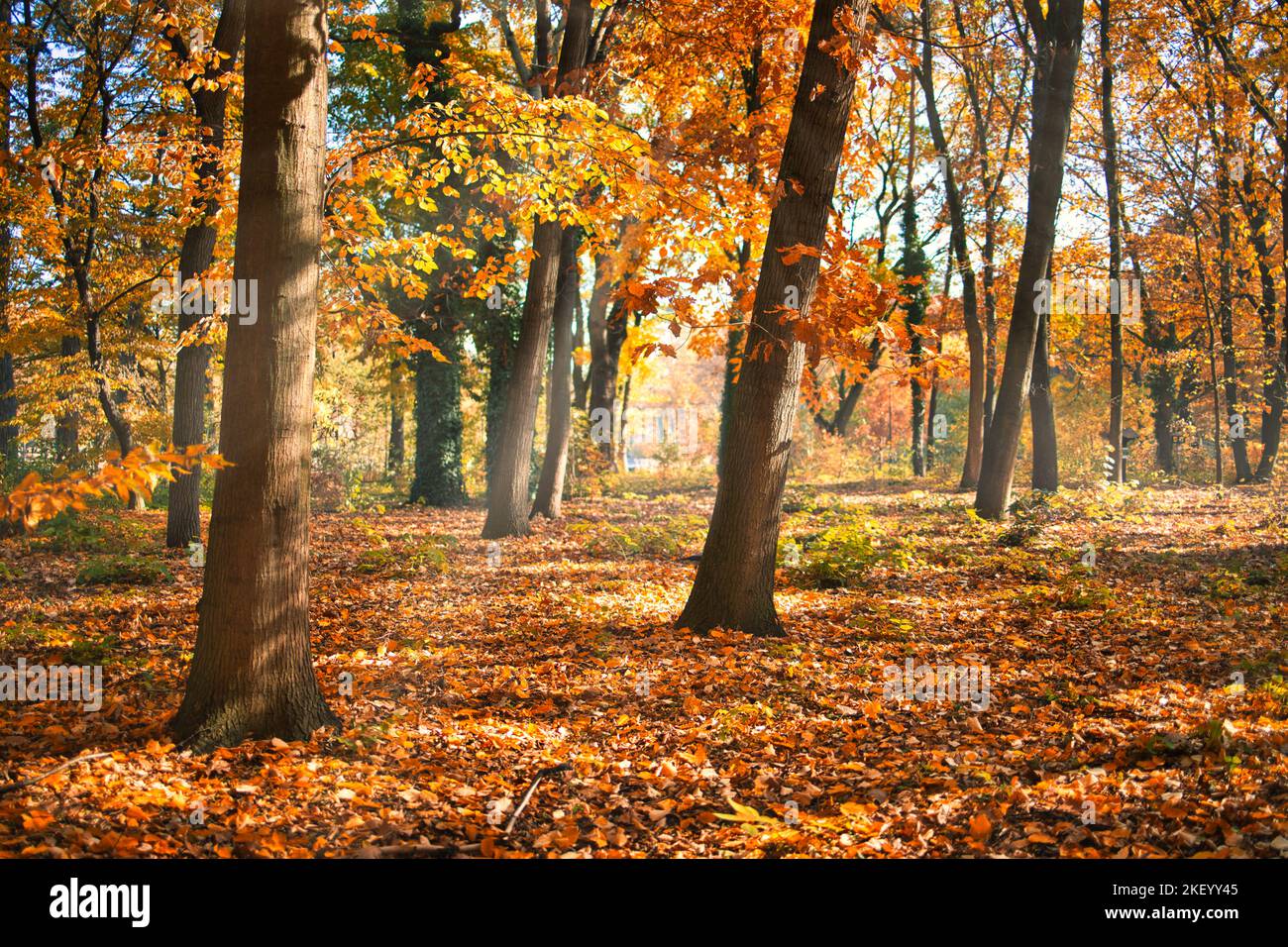 Bunte Bäume und Landstraße in tiefem Herbstwald, natürlicher Hintergrund. Morgennebel, sanftes Sonnenlicht, friedlicher majestätischer herbstlicher Waldweg friedlich Stockfoto