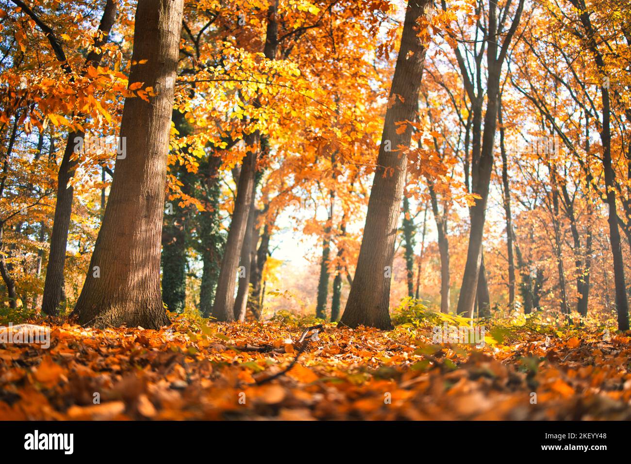 Bunte Bäume und Landstraße in tiefem Herbstwald, natürlicher Hintergrund. Morgennebel, sanftes Sonnenlicht, friedlicher majestätischer herbstlicher Waldweg friedlich Stockfoto