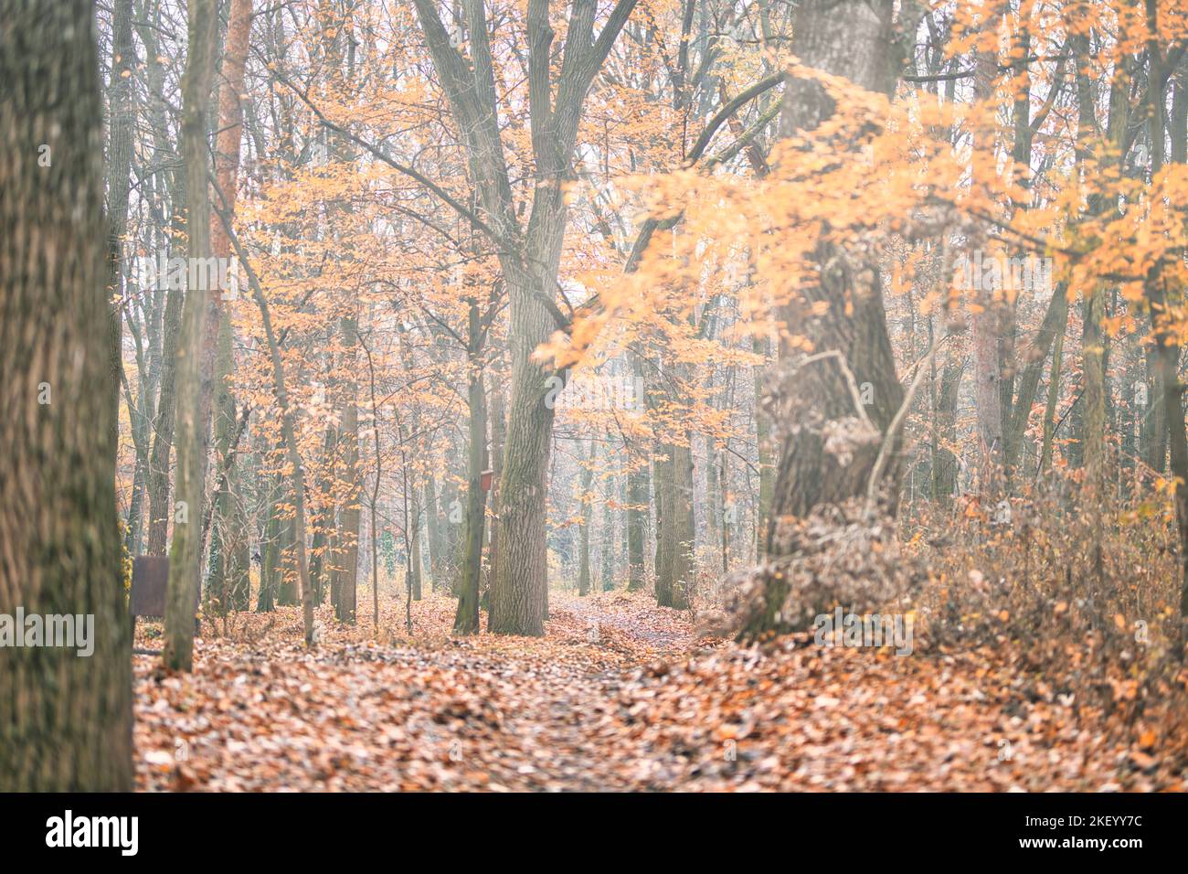Bunte Bäume und Landstraße in tiefem Herbstwald, natürlicher Hintergrund. Morgennebel, sanftes Sonnenlicht, friedlicher majestätischer herbstlicher Waldweg friedlich Stockfoto