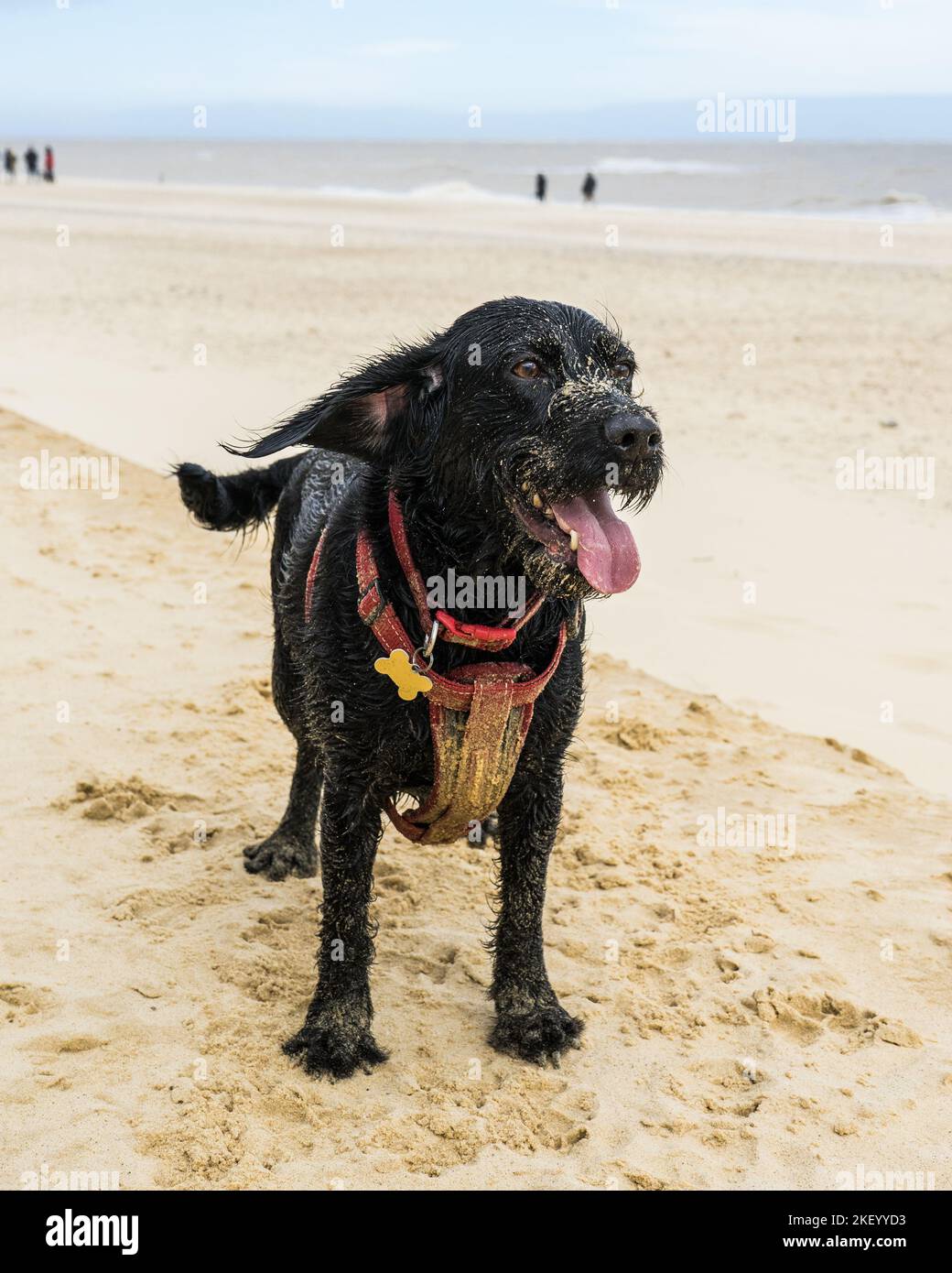 Schwarzer Hund, der am Strand steht, bedeckt mit Sand Stockfoto