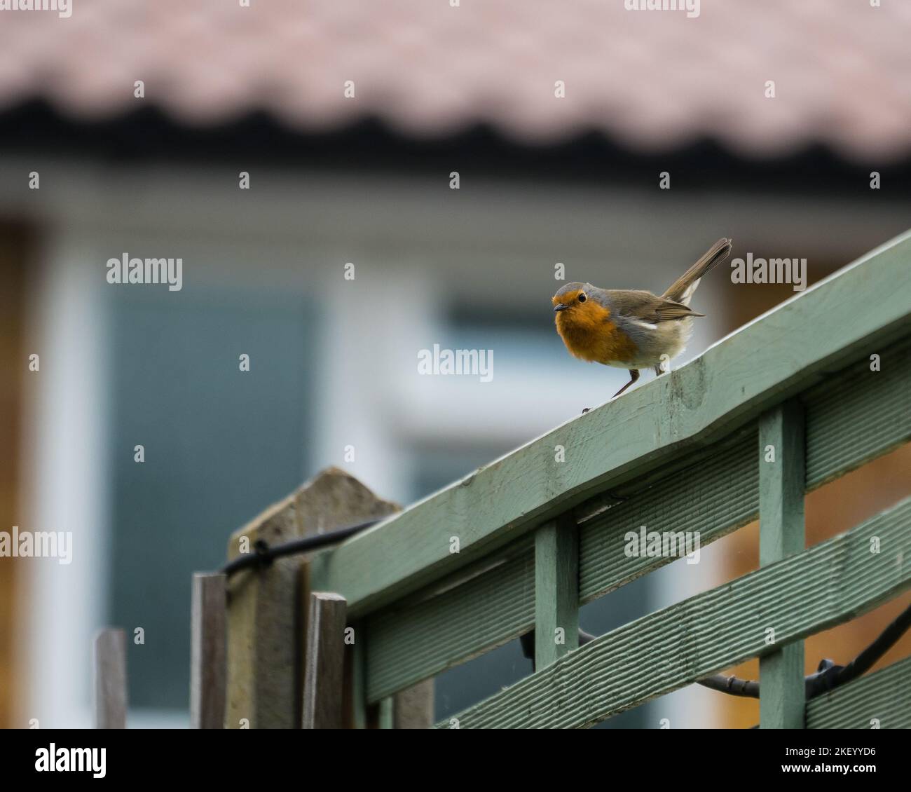 Robin sitzt auf einem Gartenzaun Stockfoto