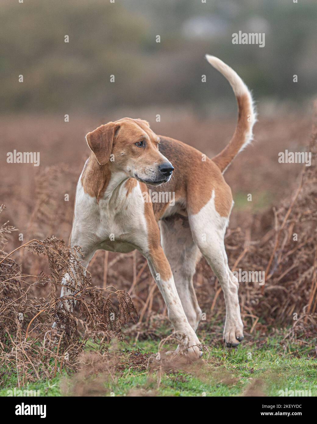Old English Foxhound Stockfoto